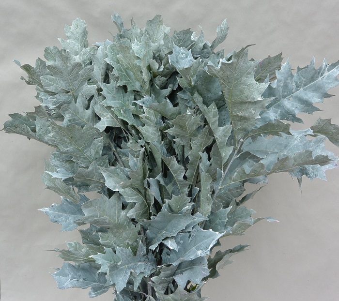 OAKLEAVES